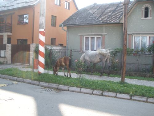 2 cai frumosi...la pascut pe cea mai frumoasa strada din Sighet